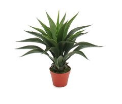 Agave