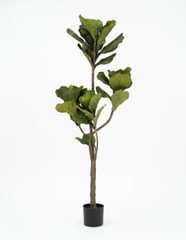 Ficus
