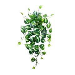 Planta colgante