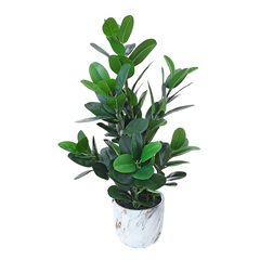 Planta