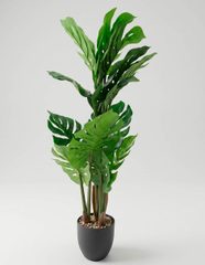 Monstera
