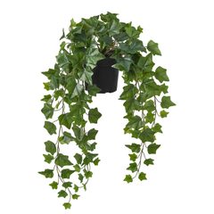 Planta colgante